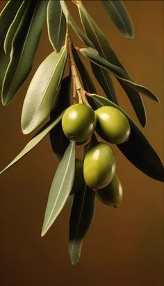 olives hanging from an olive tree branch with green leaves and brown backround