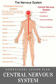 the nervous system labeled in red and labeled with labels on each side, including the central nervous system