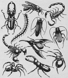 some bugs and other insects are depicted in this black and white drawing