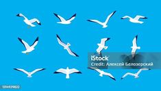 seagulls flying in the blue sky