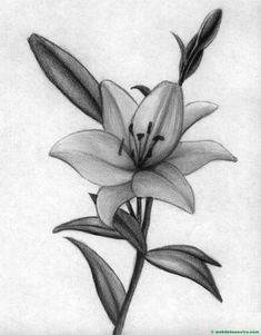 a pencil drawing of a flower with leaves