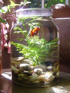 a fish in a jar filled with rocks and plants