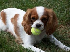 a brown and white dog with a tennis ball in its mouth