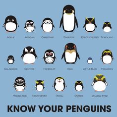 an image of penguins in different sizes and colors with the words know your penguins happy penguin awareness day - january 20th