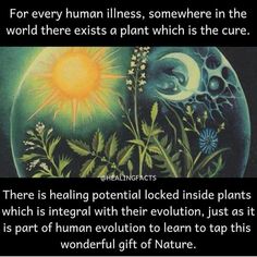 Healing Plants, Inside Plants, Herbal Healing, Ancient Knowledge, Knowledge And Wisdom, Spiritual Wisdom, Medicinal Plants, Holistic Healing, Spiritual Healing