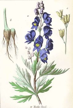 blue flowers with green leaves and roots on a white background, from the natural history of plants by munks - honne