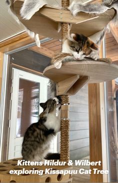 two cats are sitting on top of a cat tree and one is looking at the other