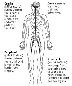 the human nervous system is shown in black and white, with text describing its functions