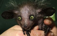 a close up of a person holding a small animal in their hand and looking at the camera