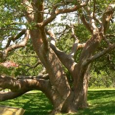 a large tree with lots of branches in the grass