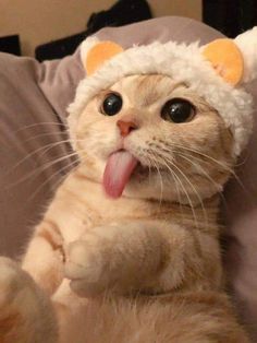 a cat with its tongue out and wearing a hat