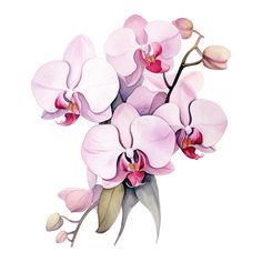 a bouquet of pink orchids on a white background with watercolor painting style flowers