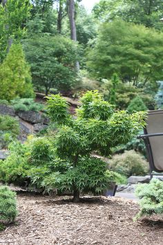 a small green tree sitting in the middle of a garden next to some rocks and trees