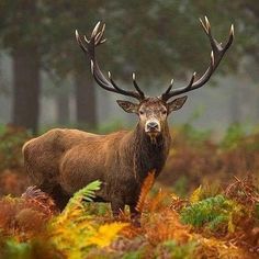 a large elk standing in the middle of a forest