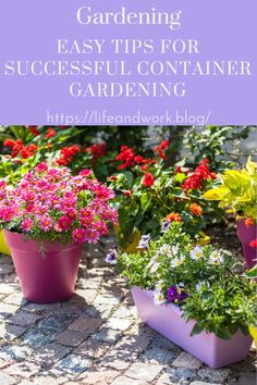 Easy Tips For Successful Container Gardening Small Space Gardening, Tall Plants