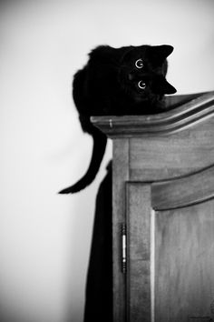 a black cat sitting on top of a wooden dresser