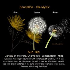 Dandelion Sun Moon Stars, Books And Tea, Medicinal Herbs Garden, Foraging Recipes, Healing Magic, Magic Herbs, Magical Herbs, Herbal Apothecary, Natural Healing Remedies