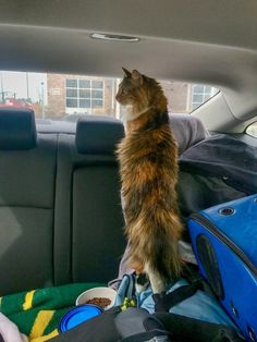 a cat sitting in the back seat of a car looking at something on the floor