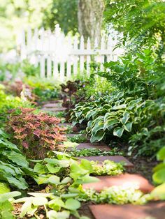 a garden filled with lots of green plants next to a white picket fence and trees