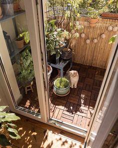 a cat sitting in a potted plant next to a sliding glass door on a patio