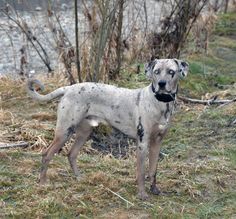 a gray dog standing on top of a grass covered field