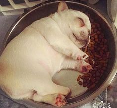 a small white dog is sleeping in a bowl with his head on the food dish