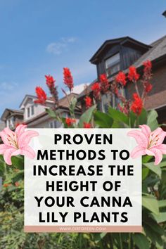 red flowers with the words proven method to increase the height of your canna lily plants