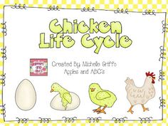 the chicken life cycle includes eggs and chicks