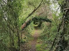 a path in the middle of a forest with vines growing on it's sides