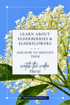 the words learn about elderberries and elderflowers and how to identify them