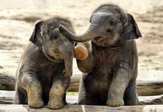 two baby elephants standing next to each other on top of a wooden log covered ground