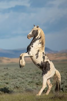 a white and black horse standing on its hind legs in the middle of a field