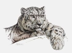 a drawing of a snow leopard laying down