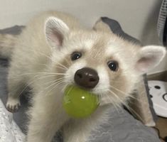 a small white animal with a green ball in it's mouth on a bed