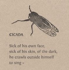 an insect with the words cicada written on it's back and side