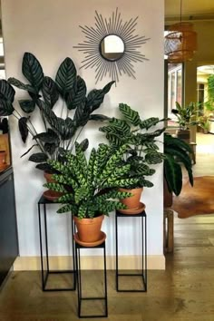 two potted plants sitting on stools in front of a wall with a mirror