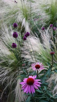 purple flowers and grasses in a garden with long grass blowing in the wind behind them