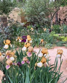 a garden with lots of flowers and trees in the background, including purple and yellow irises