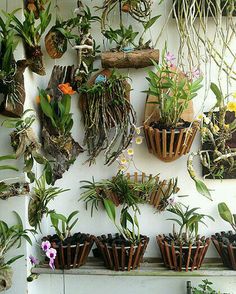 many different types of plants are hanging on the wall