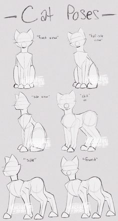 how to draw a cat with different poses