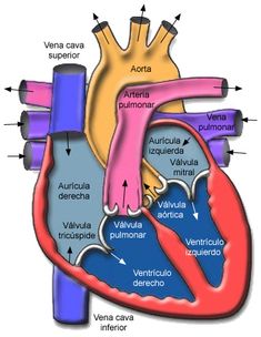 an image of the human heart with labels on it's valves and blood vessels