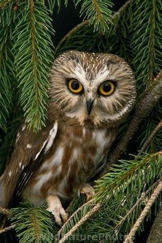 an owl is sitting in the branches of a pine tree, looking at the camera