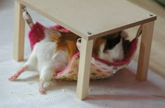 a small brown and white dog laying on top of a bed under a wooden table