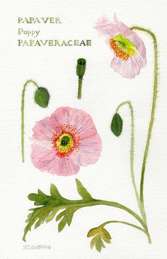 a watercolor painting of pink flowers with green leaves and the words papaver happy paaveracab