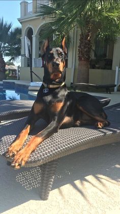 a black and brown dog laying on top of a bench next to a pool