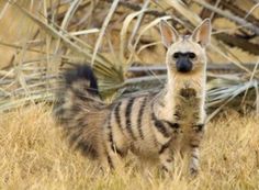 a striped hyena standing in tall grass with the caption and the adults are just as cute