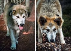 two pictures of dogs one is brown and the other is white, both are looking at something