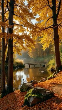 a small pond surrounded by trees with yellow leaves on the ground and rocks in the water