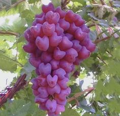 a bunch of purple grapes hanging from a vine