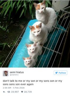 three cats sitting on top of a blue mat